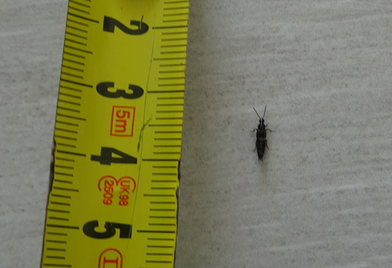 Staphylinidae : Philonthus ?